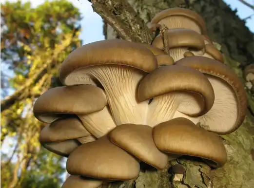Oyster Mushroom Powder for Blood Sugar Control: What Studies Reveal